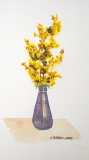 Mimosa
